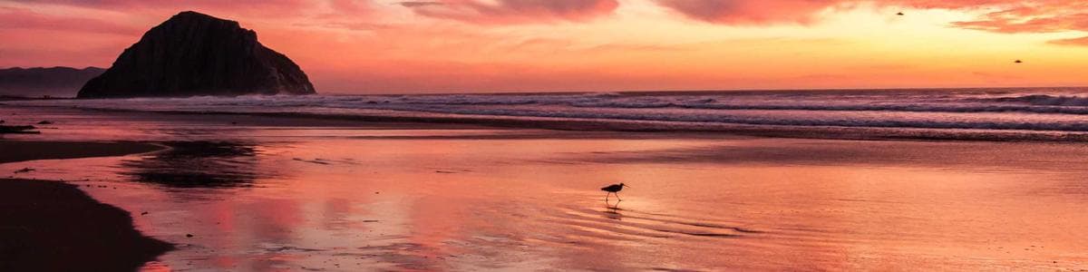 Diana Developer's banner